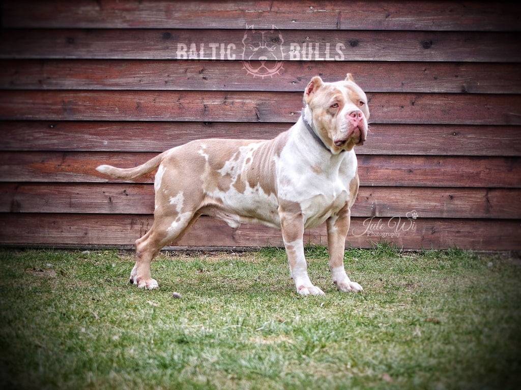 Dog Featured Image