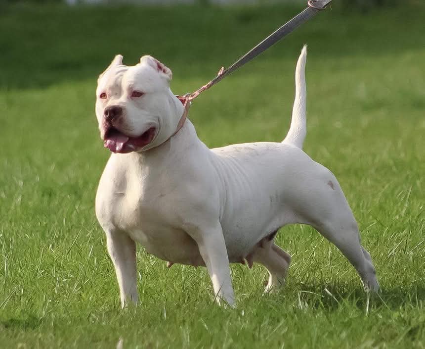 Dog Featured Image