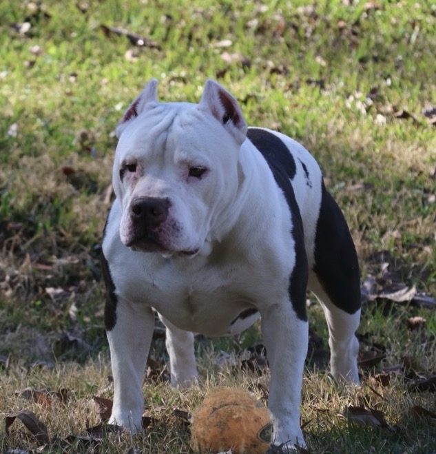 Dog Featured Image