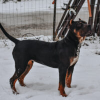 Dog Featured Image