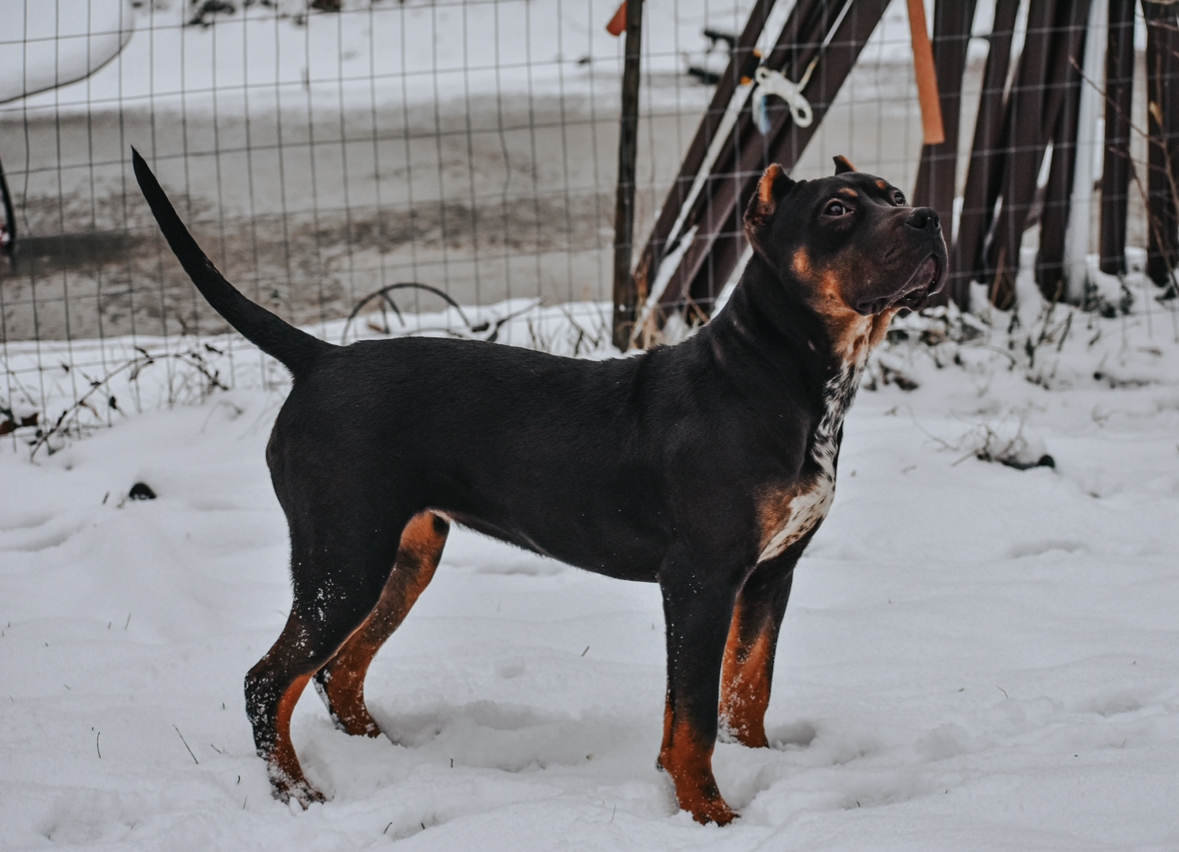 Dog Featured Image