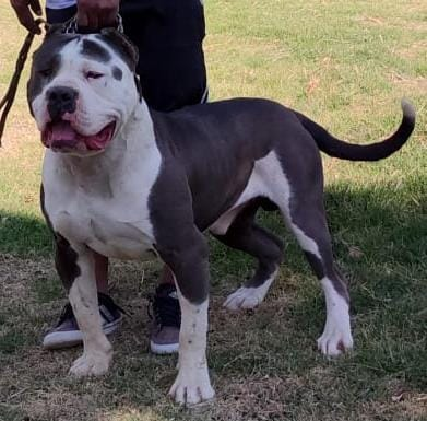 Dog Featured Image