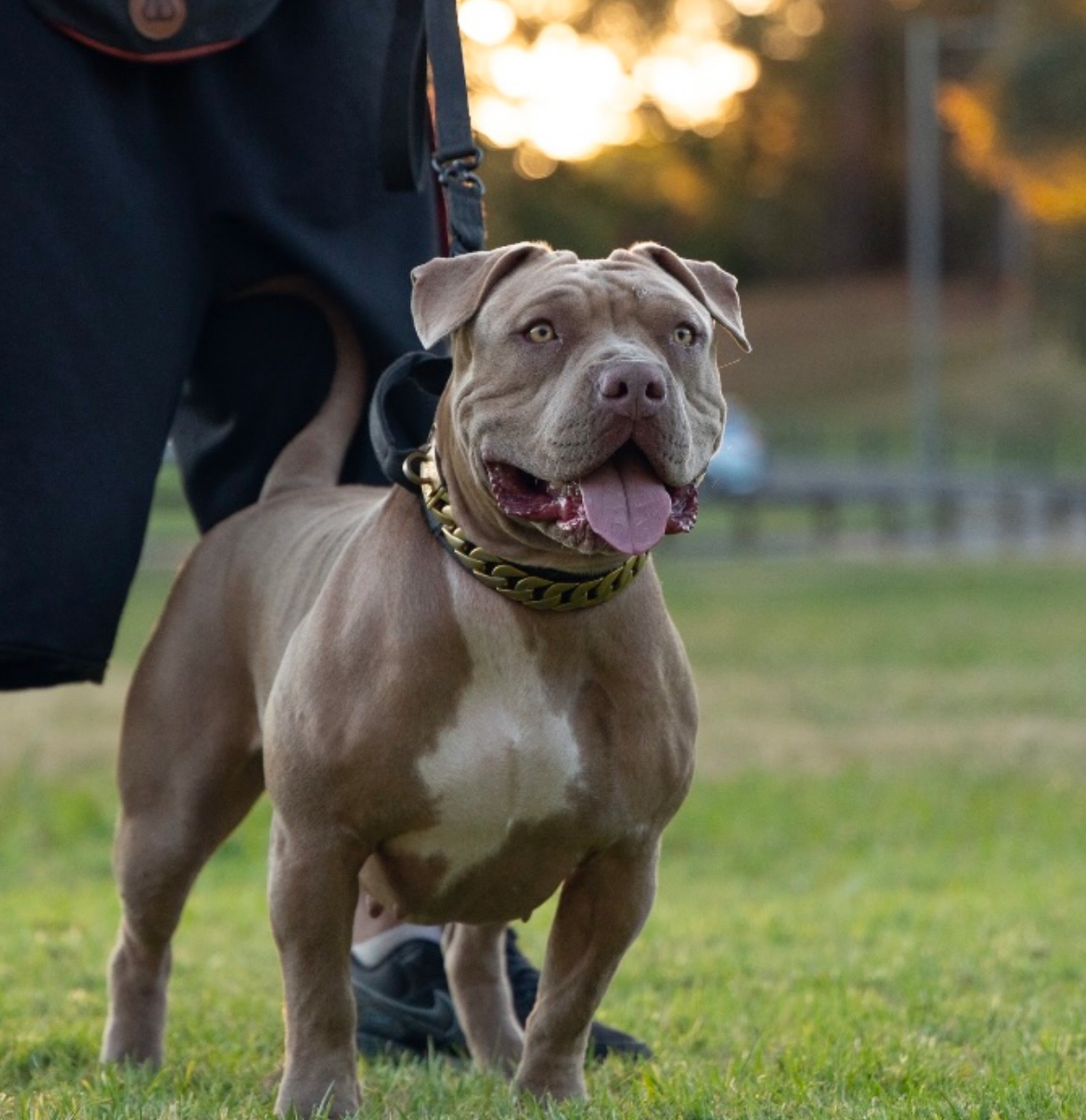 Dog Featured Image