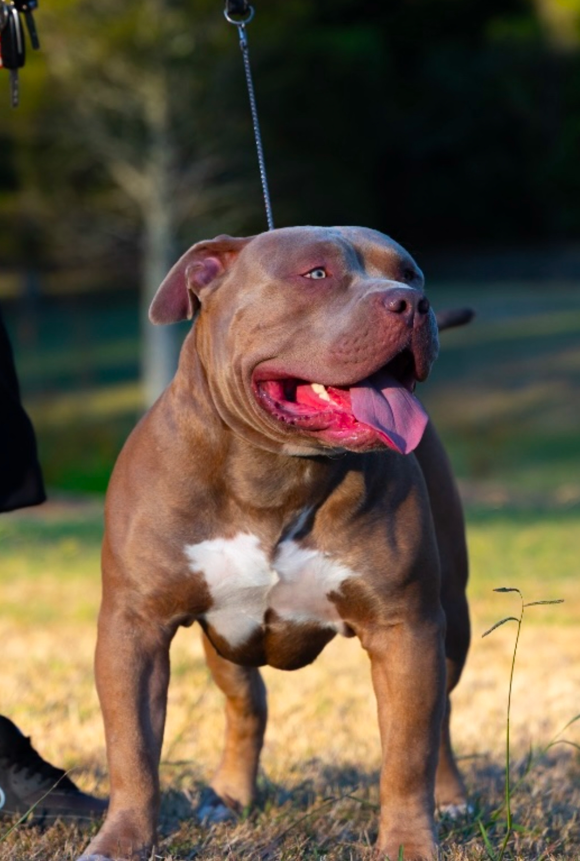 Dog Featured Image