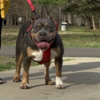 Dog Featured Image