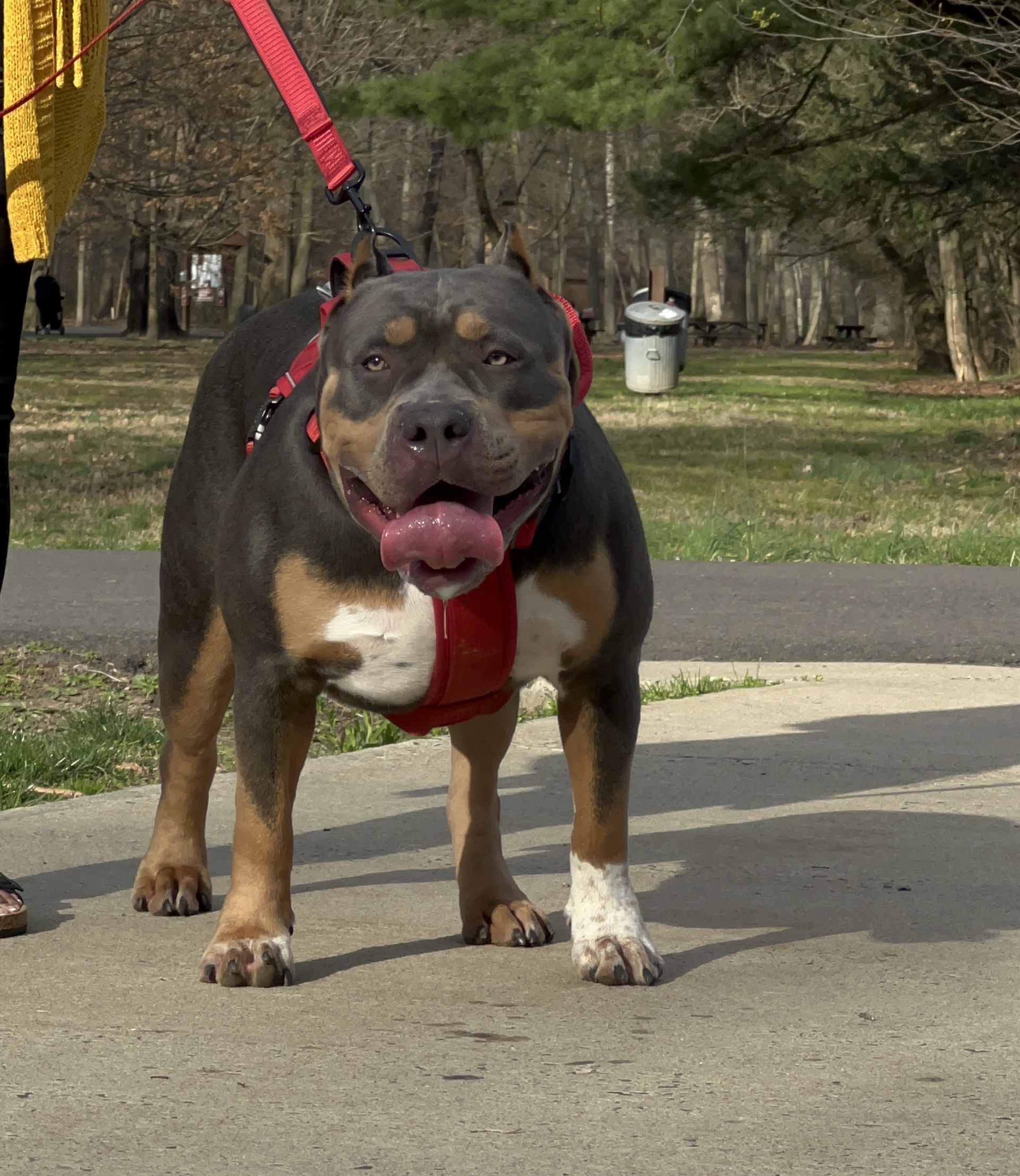 Dog Featured Image