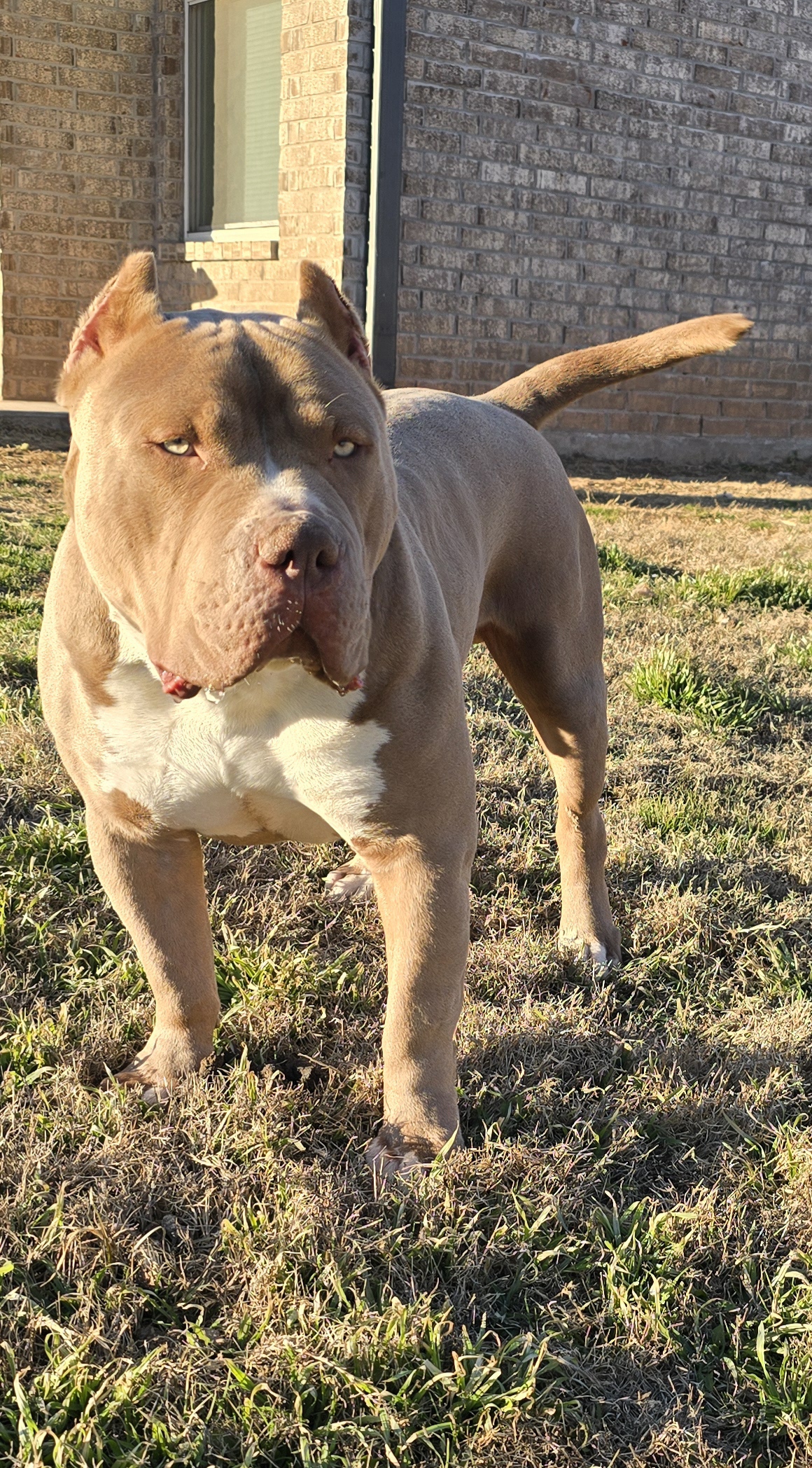 Dog Featured Image
