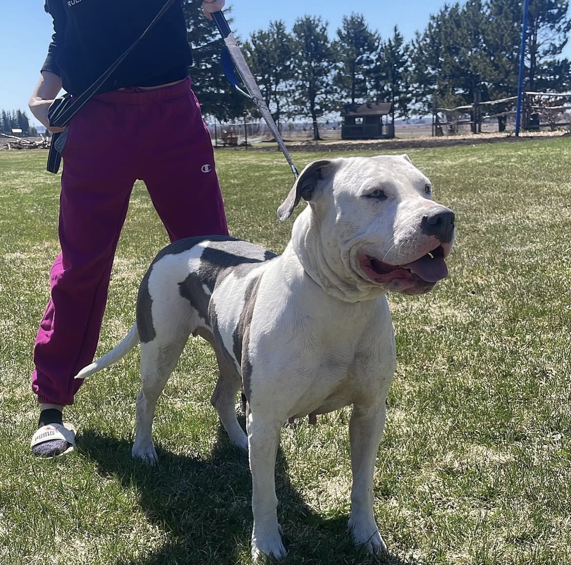 Dog Featured Image