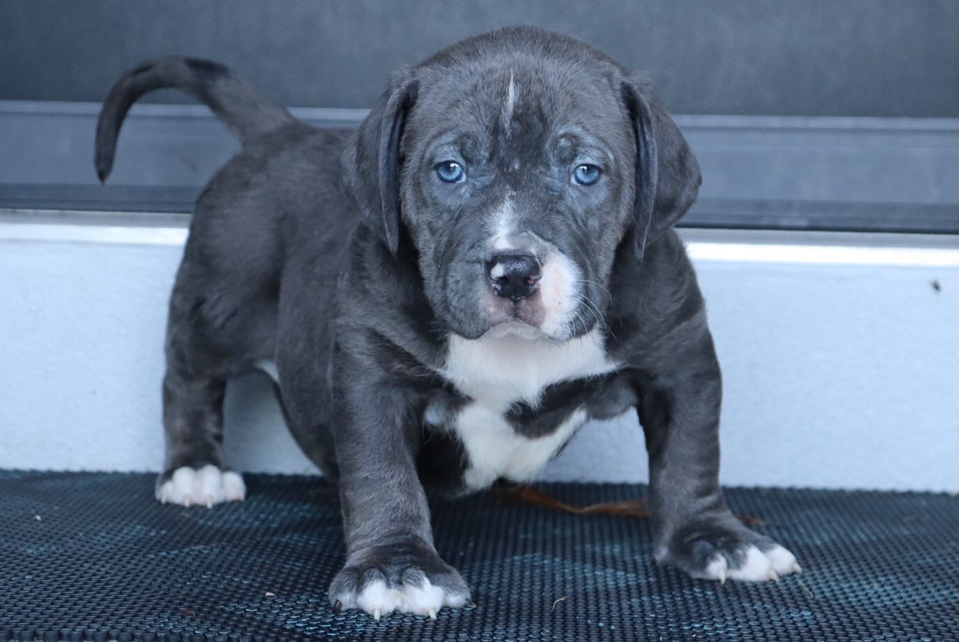 Dog Featured Image