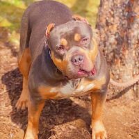 Dog Featured Image