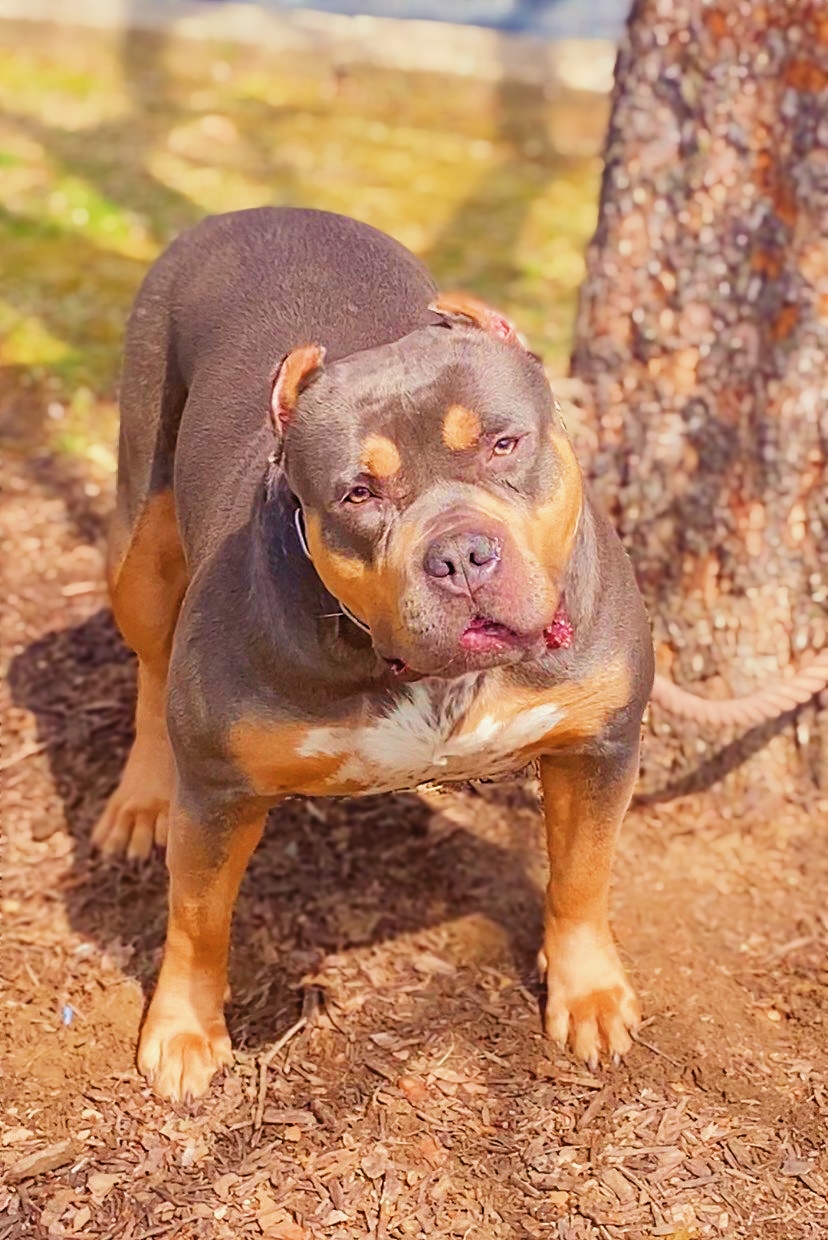 Dog Featured Image