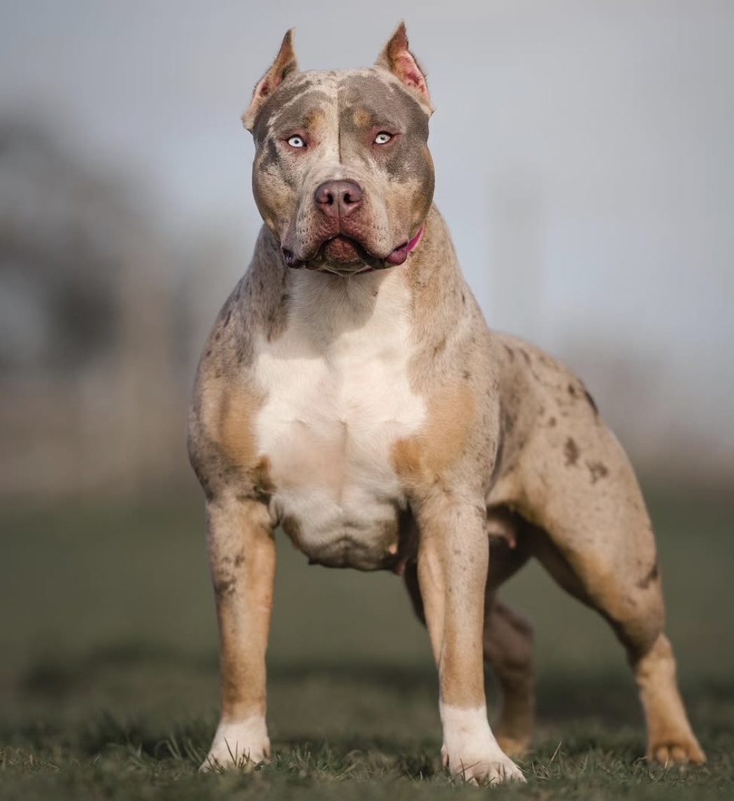Dog Featured Image