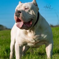 Dog Featured Image