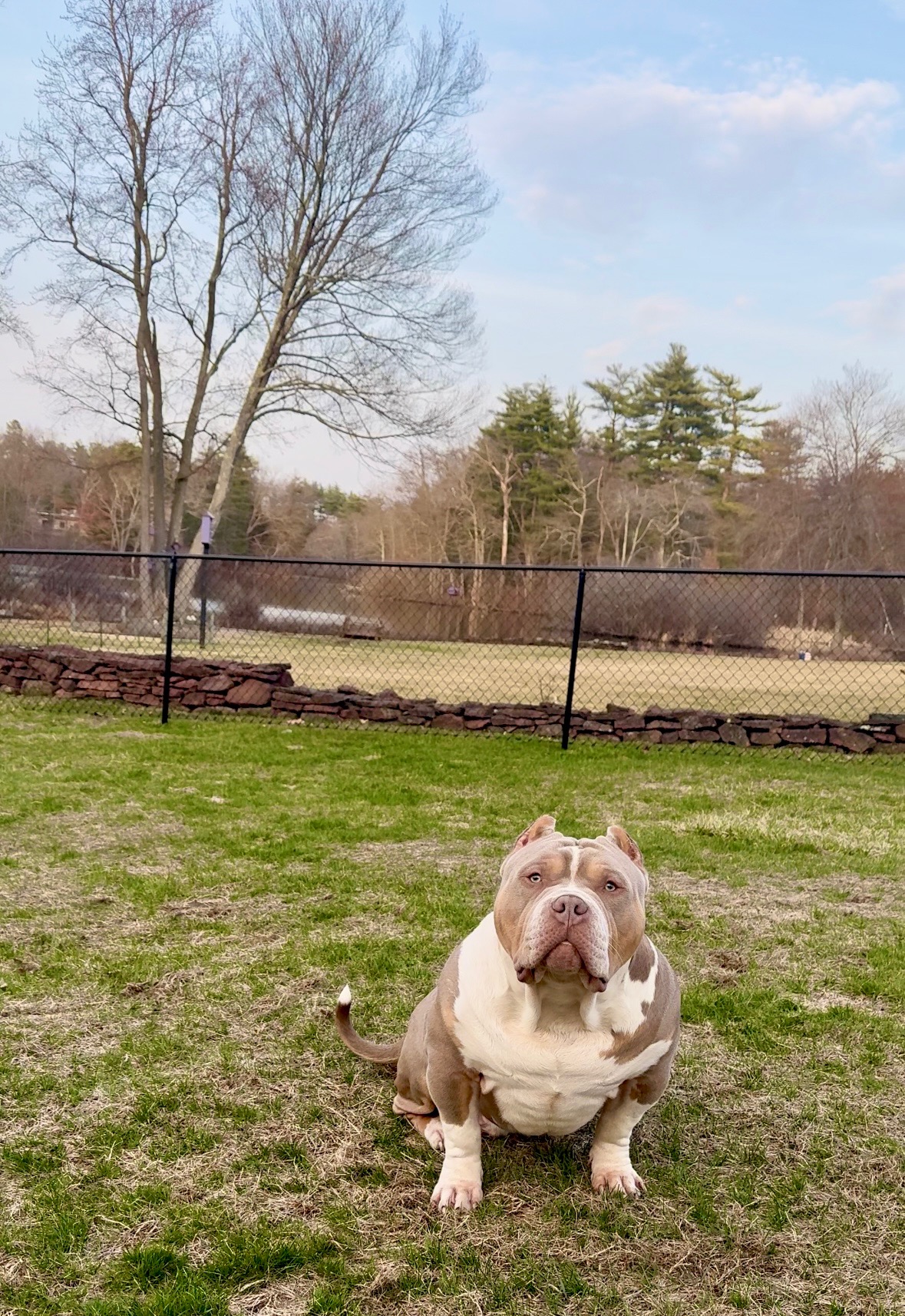 Dog Featured Image