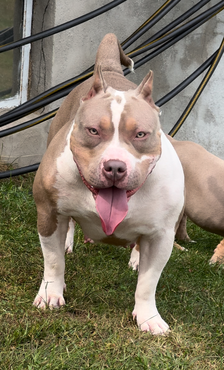 Dog Featured Image