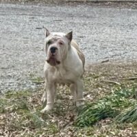 Dog Featured Image