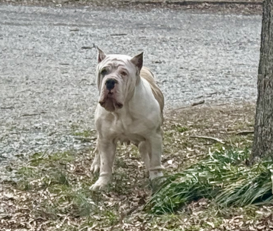 Dog Featured Image