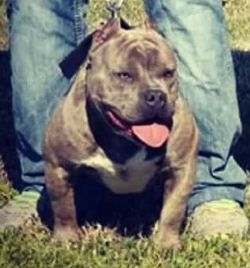 Dog Featured Image