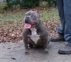 Dog Featured Image