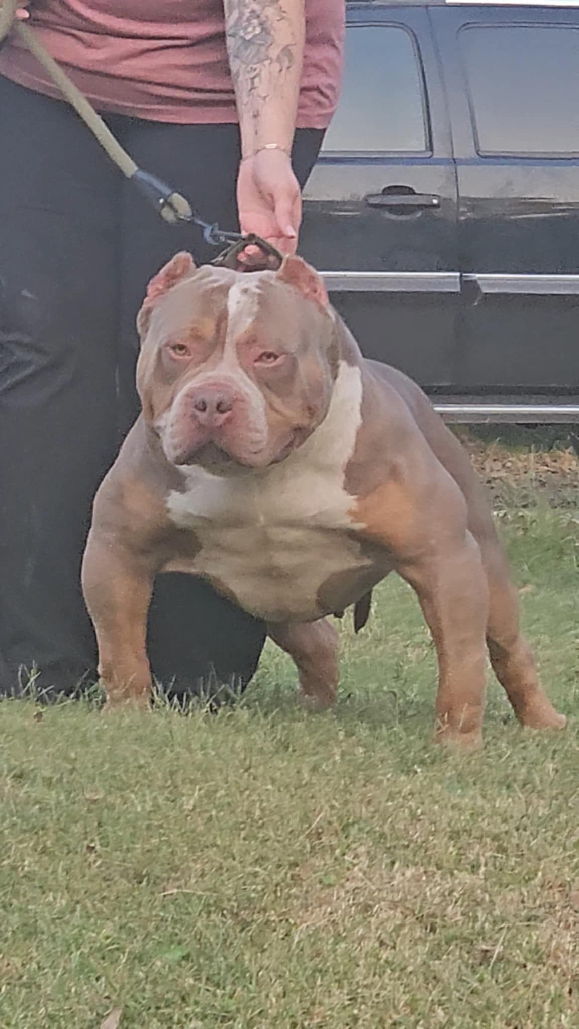 Dog Featured Image