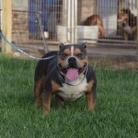 Dog Featured Image
