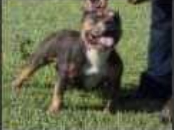 Dog Featured Image