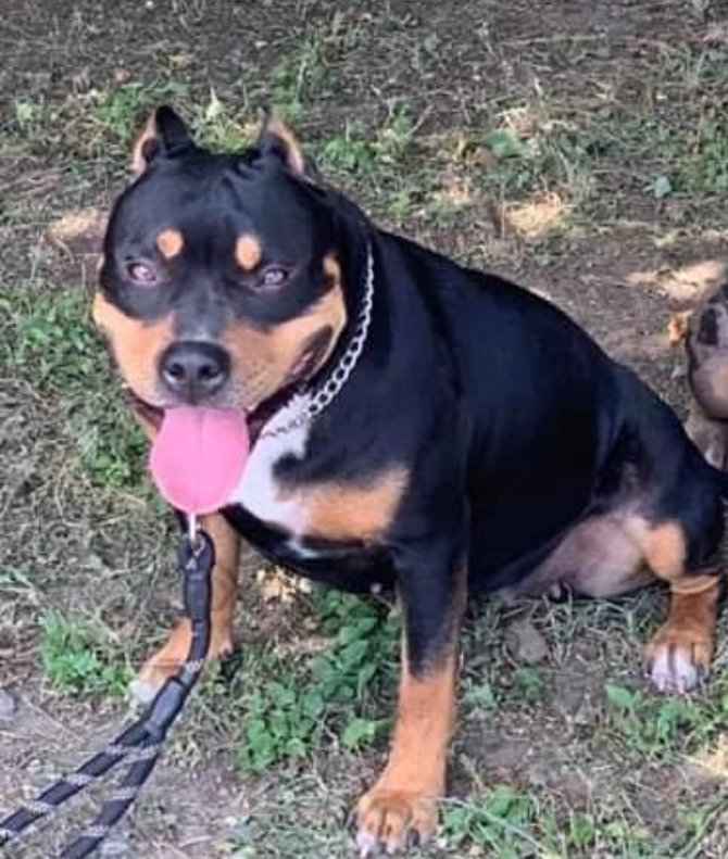 Dog Featured Image