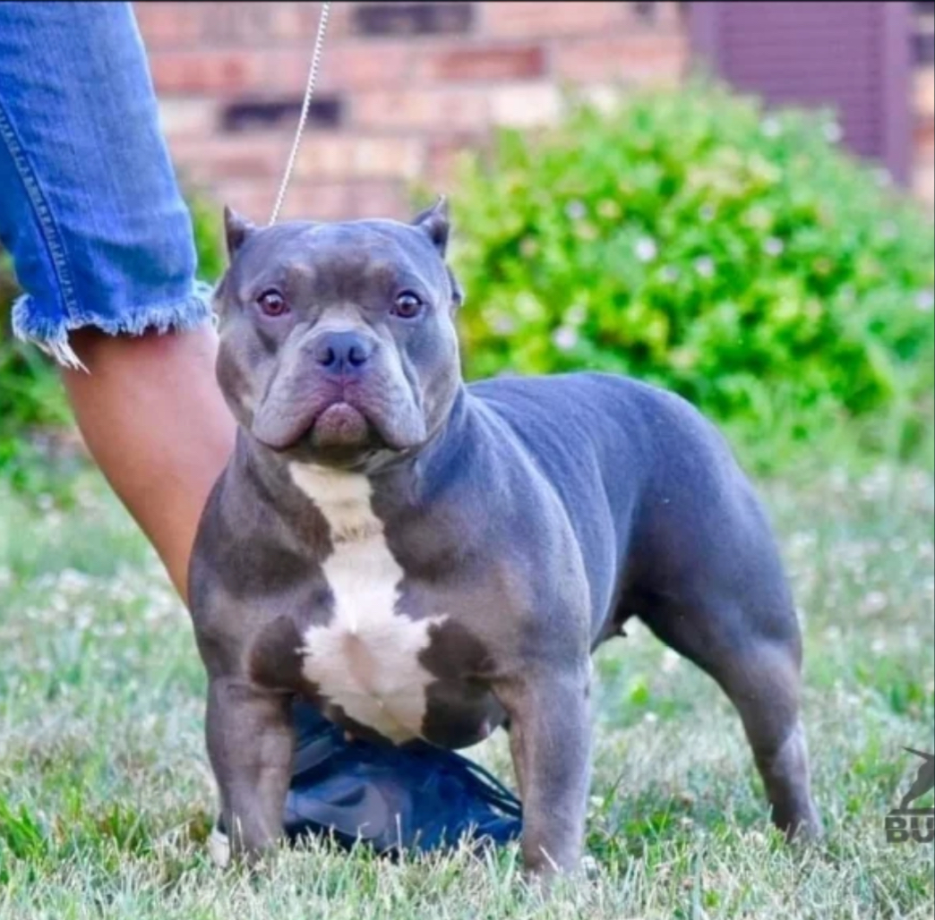 Dog Featured Image