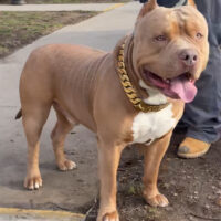 Dog Featured Image