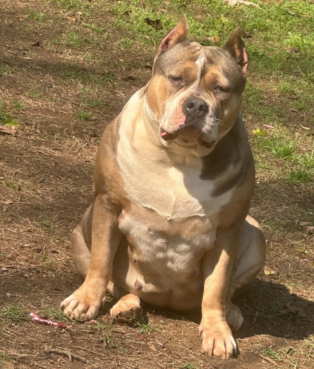 Dog Featured Image