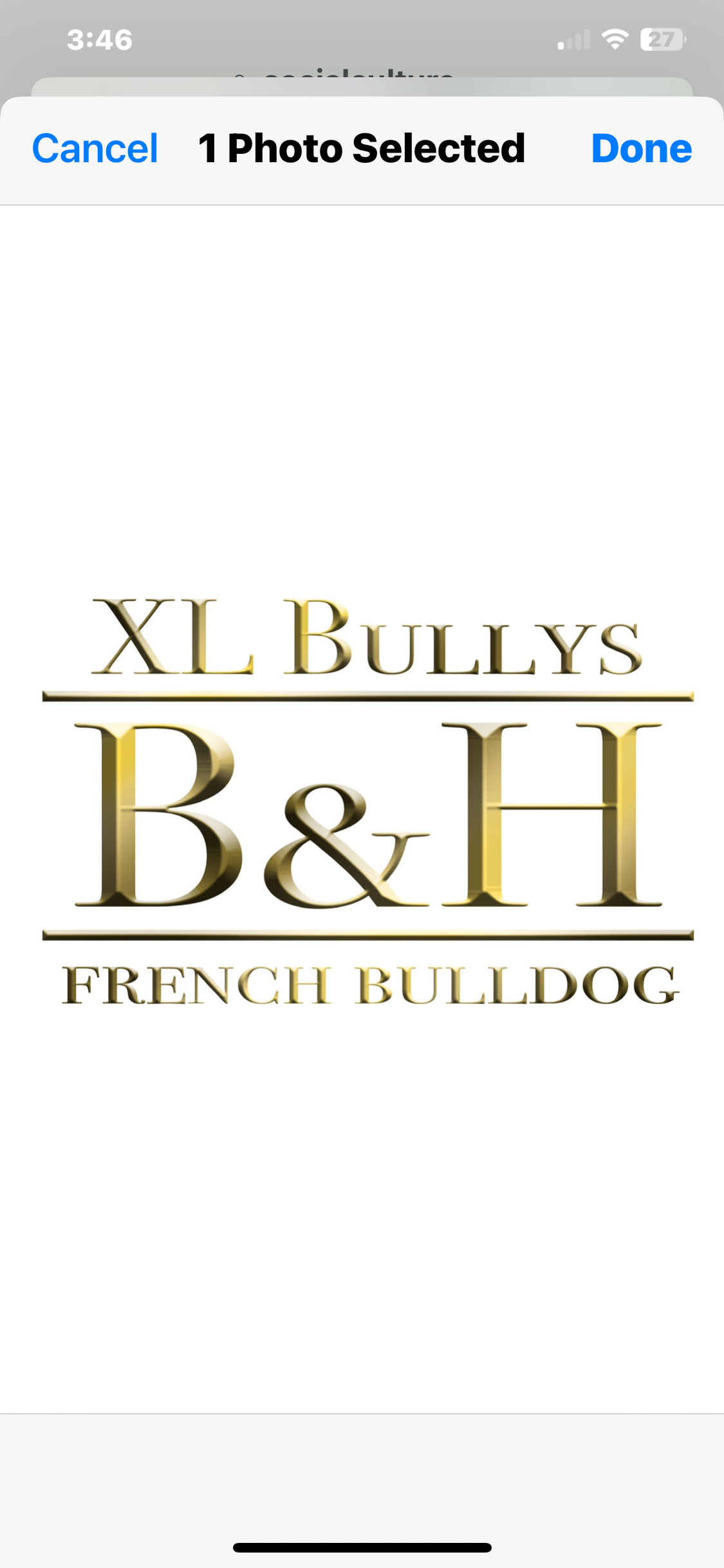 Dog Featured Image