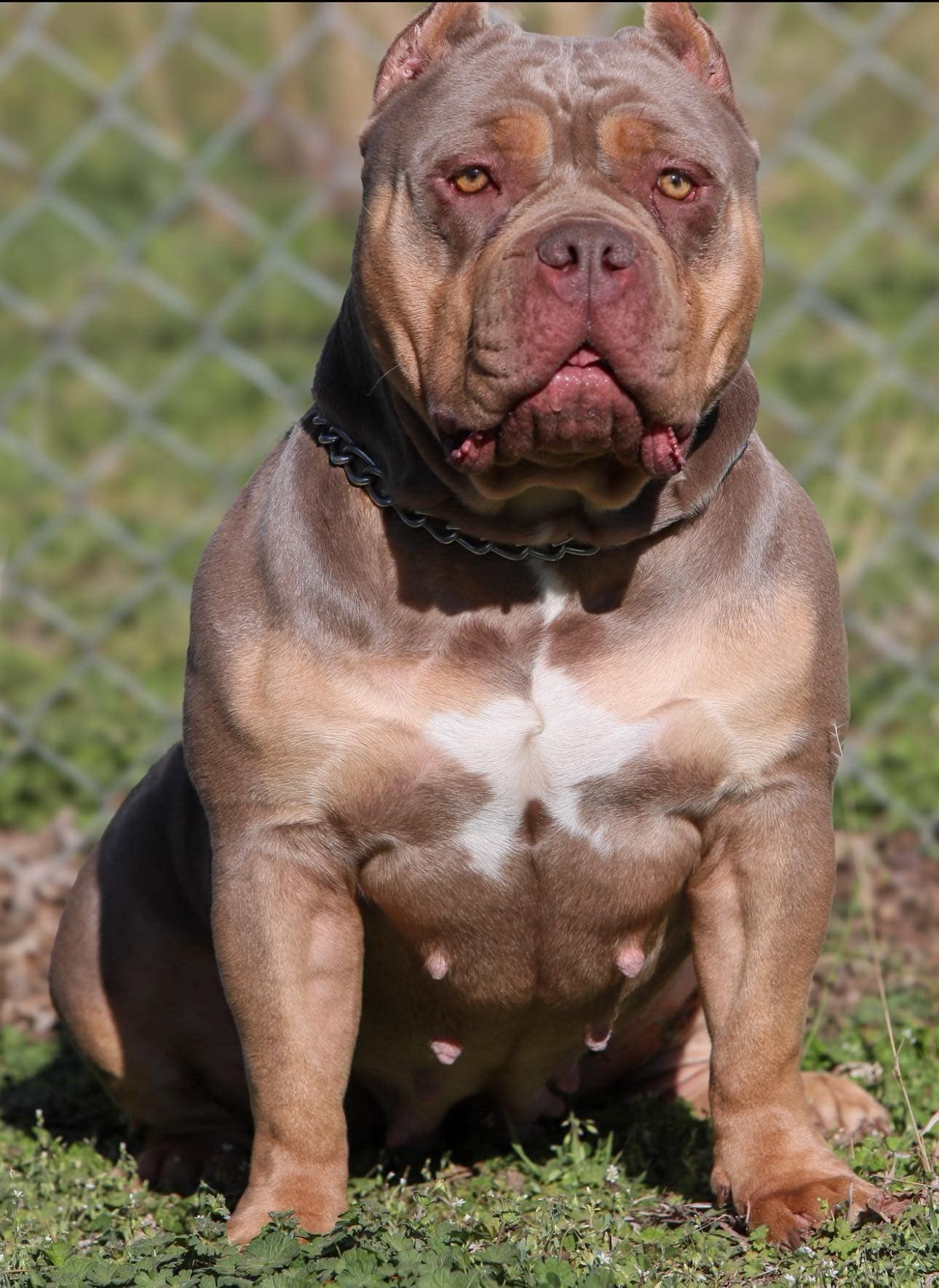 Dog Featured Image