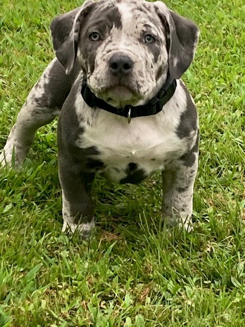 Dog Featured Image