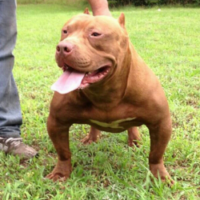 Dog Featured Image