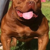 Dog Featured Image