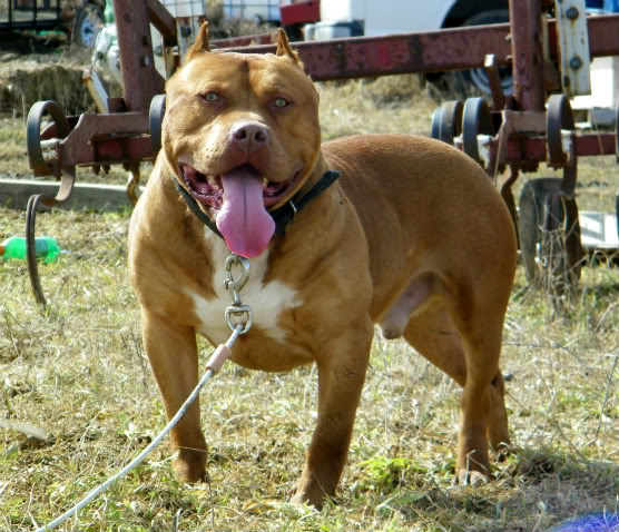Dog Featured Image