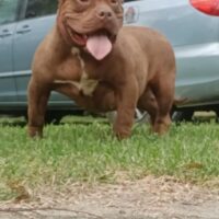 Dog Featured Image