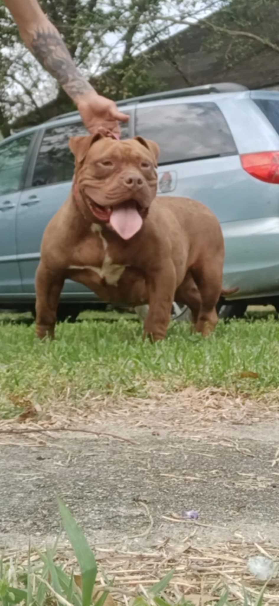 Dog Featured Image