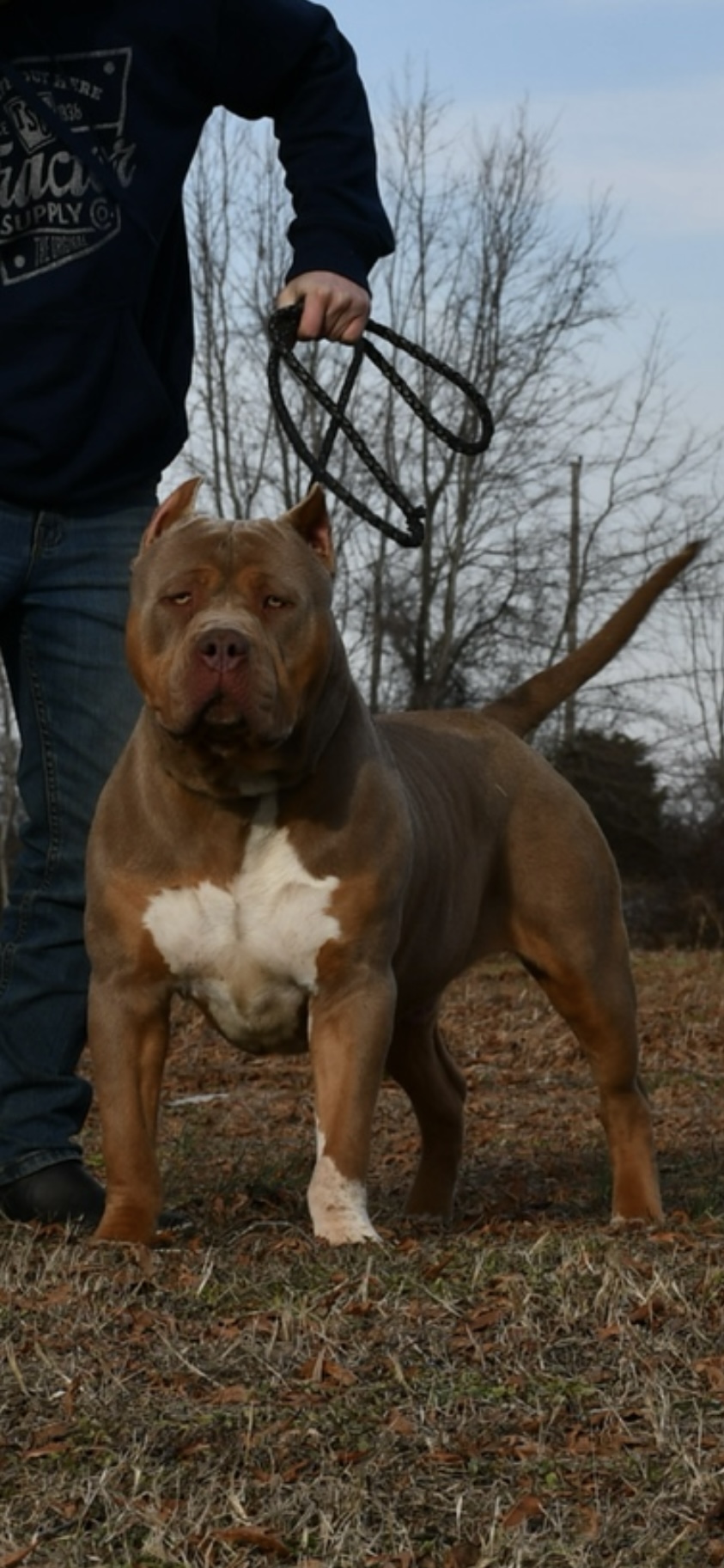 Dog Featured Image