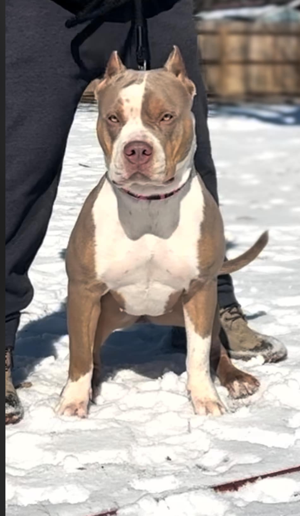 Dog Featured Image