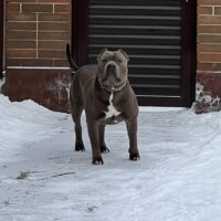 Dog Featured Image