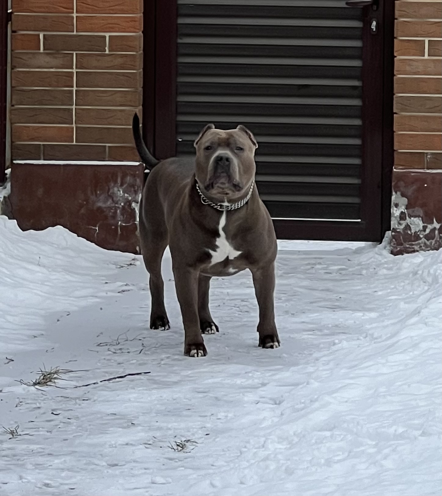 Dog Featured Image