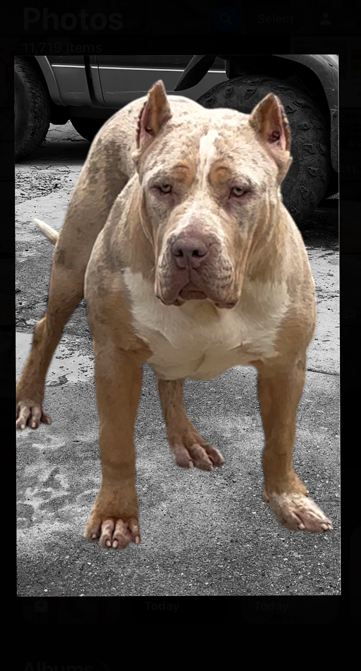 Dog Featured Image