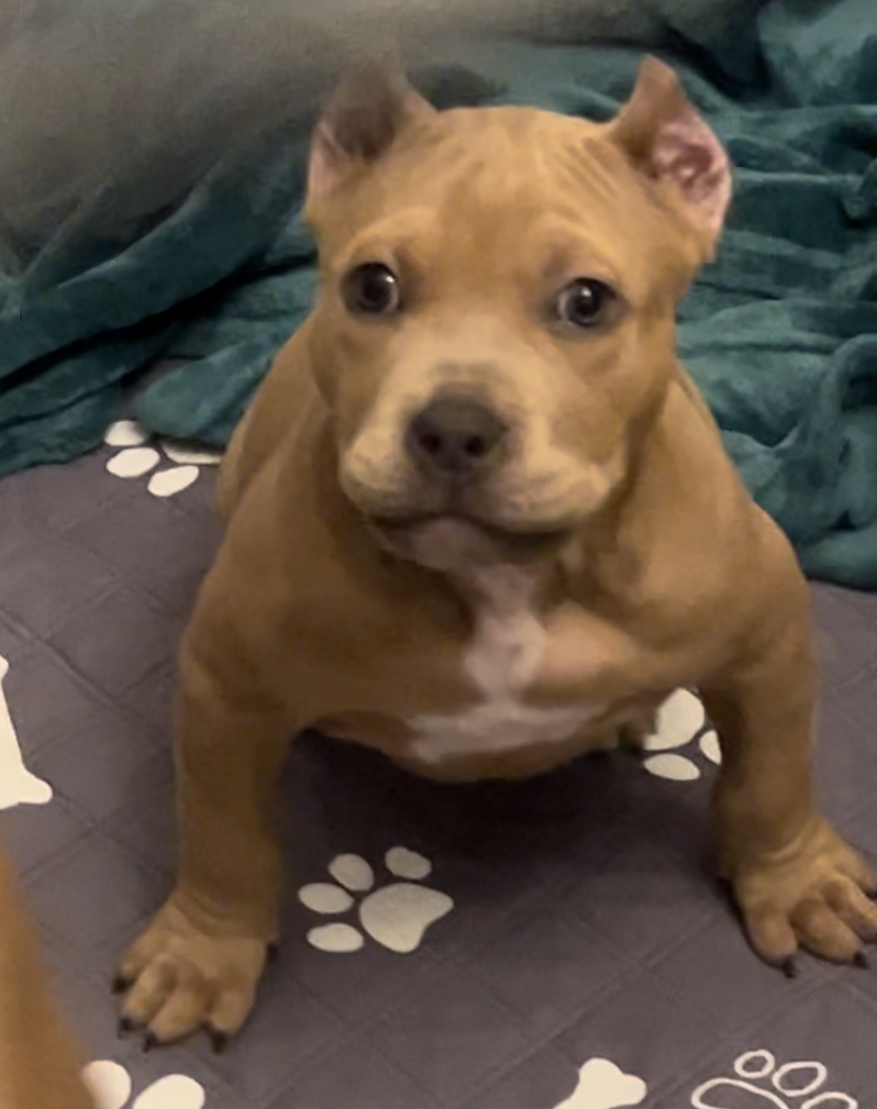 Dog Featured Image