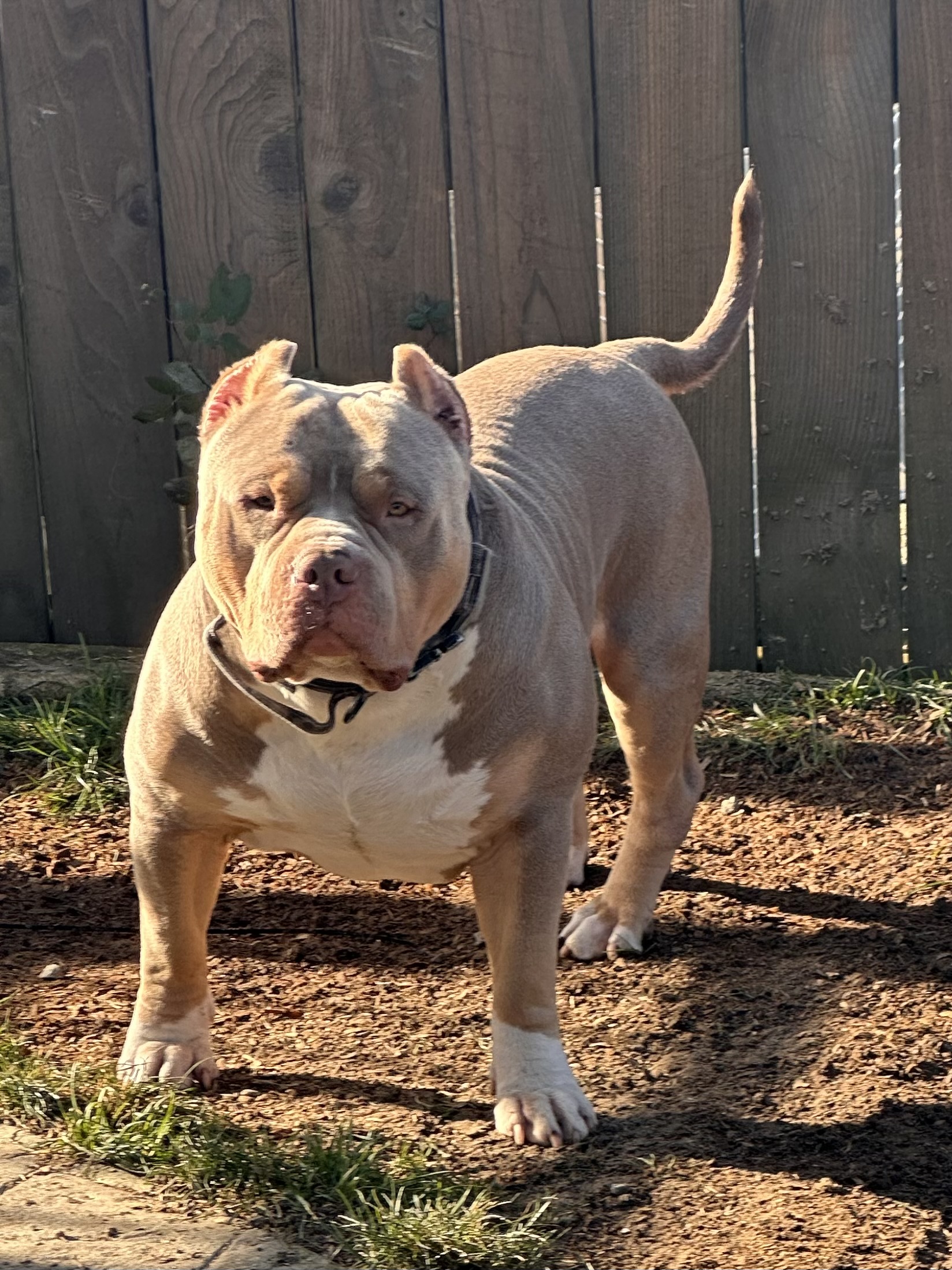 Dog Featured Image