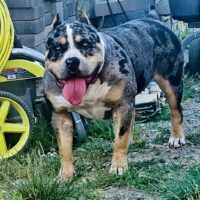 Dog Featured Image