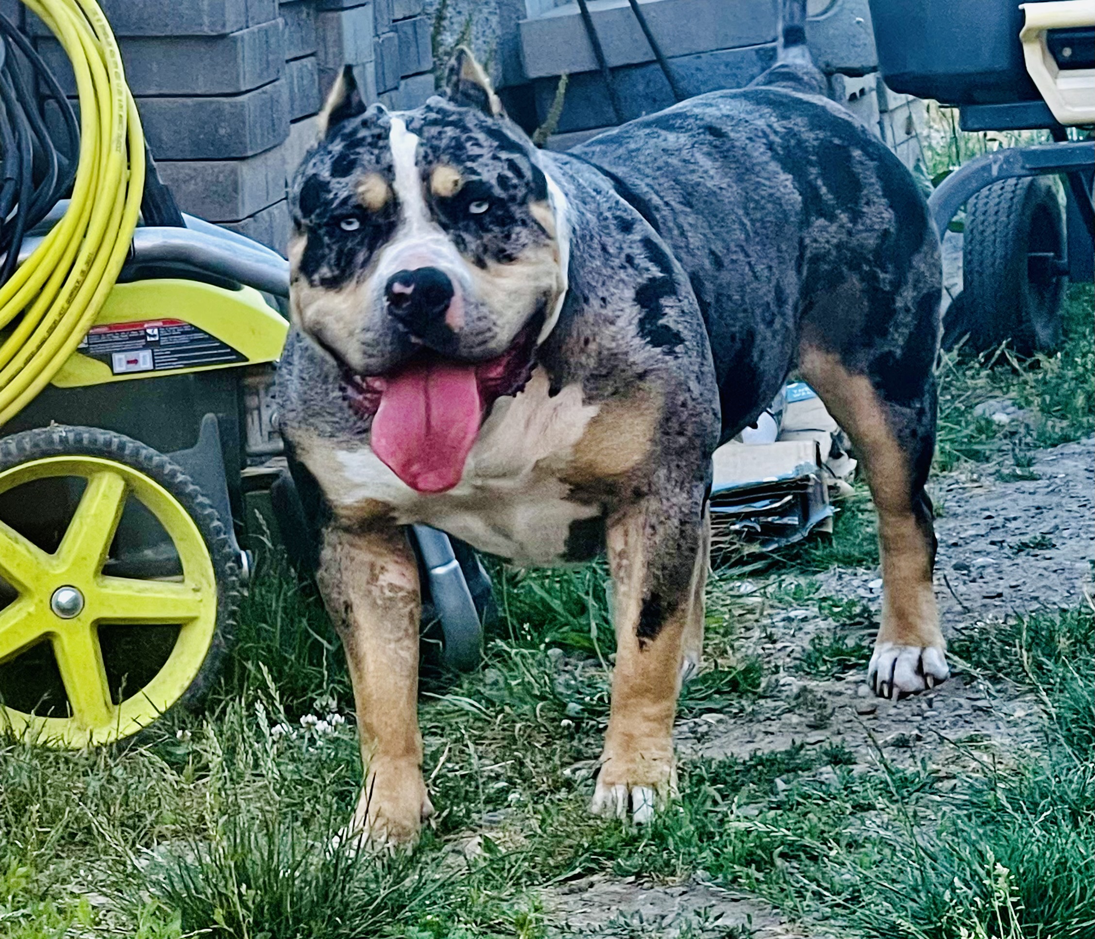 Dog Featured Image