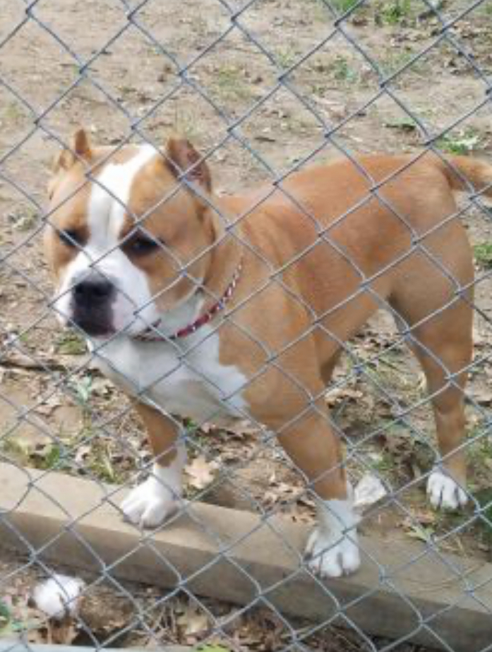Dog Featured Image