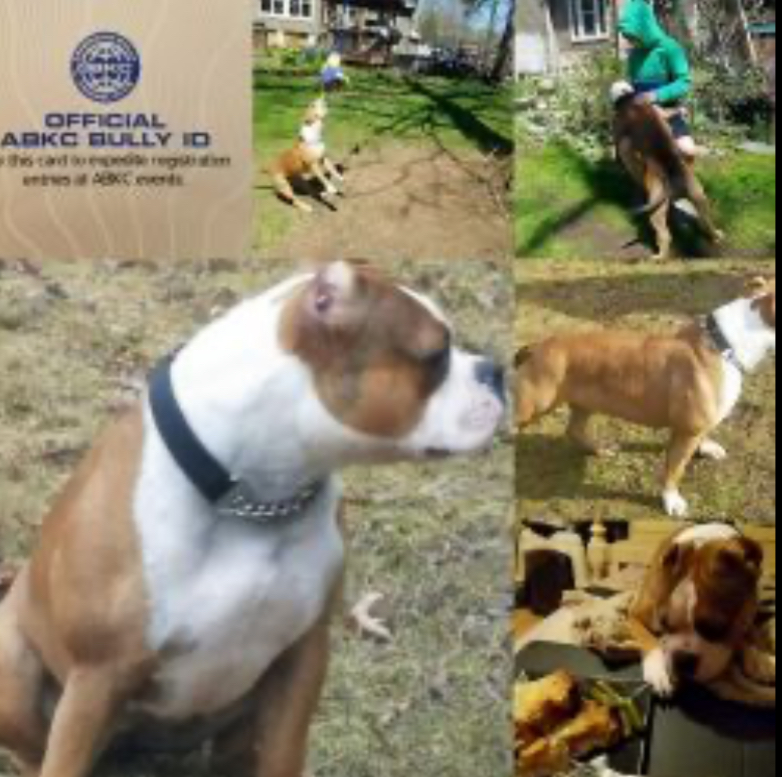 Dog Featured Image