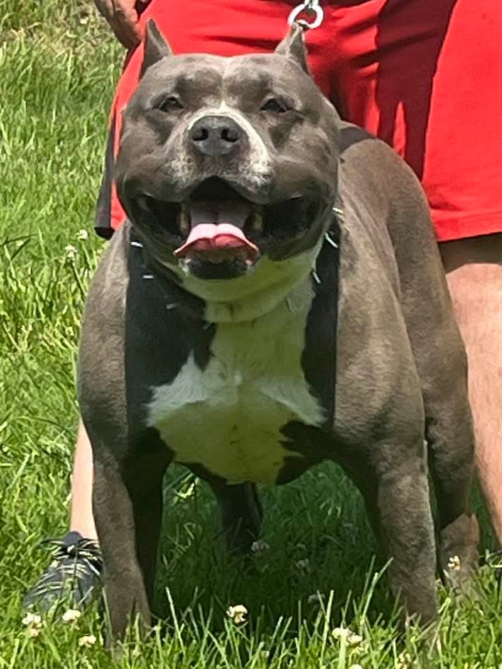 Dog Featured Image